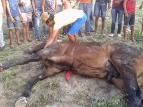 Animal liderava uma corrida quando perdeu forças e caiu, morrendo em seguida.