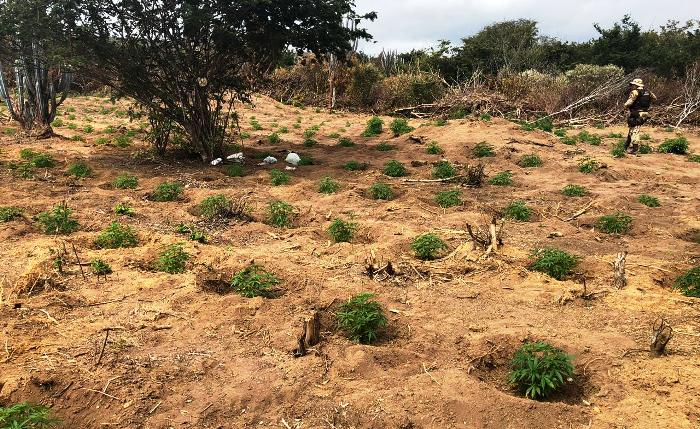 OperaÃ§Ã£o apreende 1 tonelada de maconha por dia em Iraquara