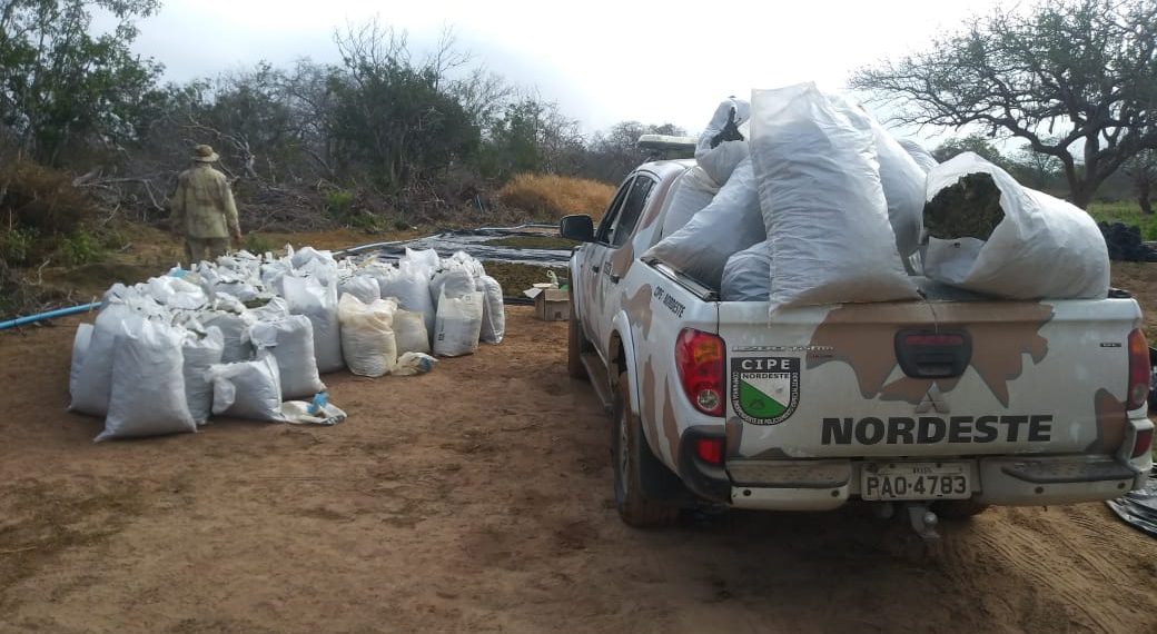 TrÃªs toneladas de maconha sÃ£o erradicadas pela Cipe Nordeste em Monte Santo